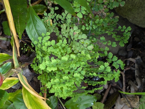 Adiantum raddianum observed 2026-10-03