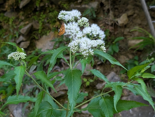 Austroeupatorium inulifolium observed 2026-10-04