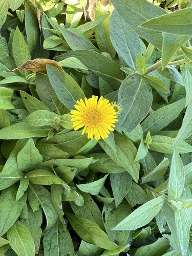 Oriental yellowhead