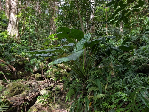 Alocasia macrorrhizos observed 2026-10-03