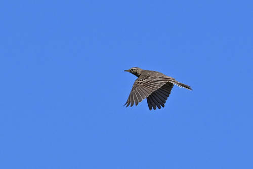 iNaturalist image