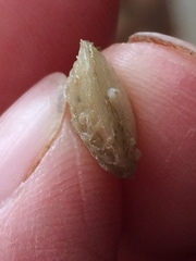 Laqueus