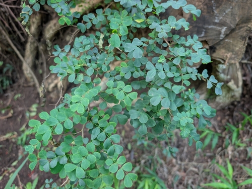 Haematoxylum campechianum, 2026-10-03