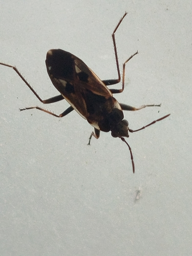 bright-spotted groundbug