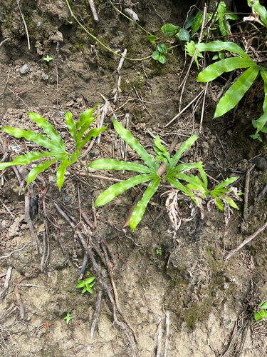 Lygodium circinnatum observed 2026-10-04