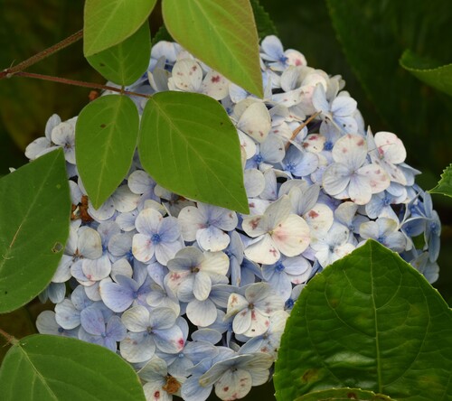 Hydrangea macrophylla observed 2026-10-03