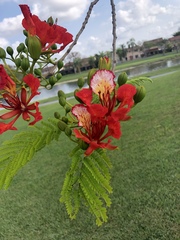 Delonix regia