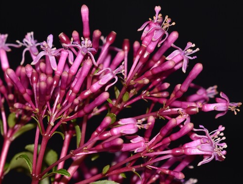 Fuchsia paniculata, 2026-10-03