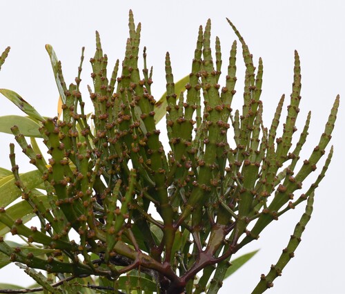 Korthalsella complanata observed 2026-09-17