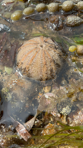 Amblypneustes ovum observed 2026-10-04