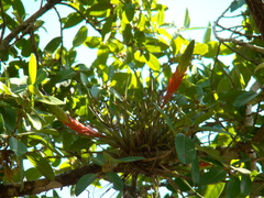 Tillandsia tricolor