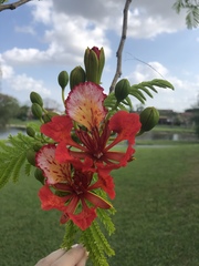 Delonix regia