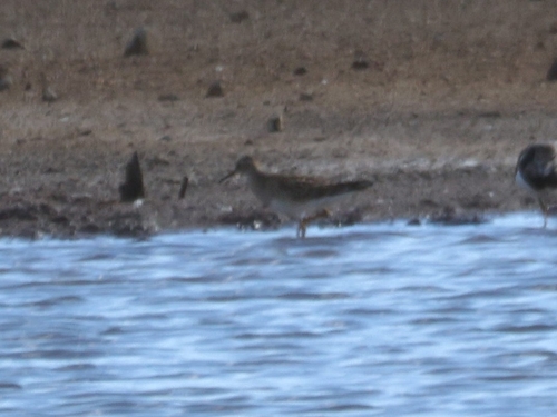 Calidris melanotos observed 2026-10-03