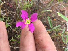 Sabatia campestris