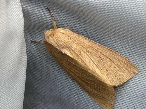 Large Wainscot Moth