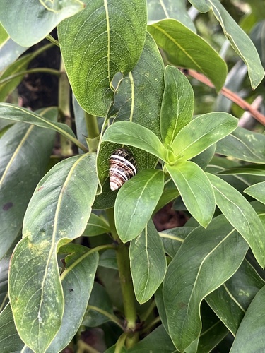 Achatinella observed 2026-09-28