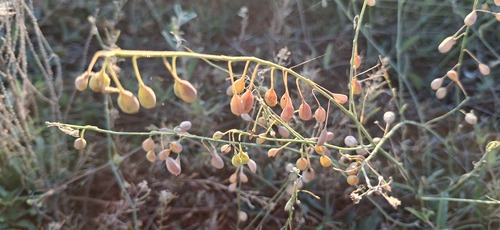 Stenopetalum nutans, 2026-09-09