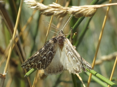 Compsoptera jourdanaria