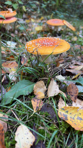 Fly Agaric