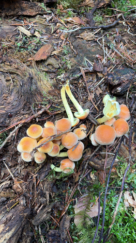 Sulphur Tuft