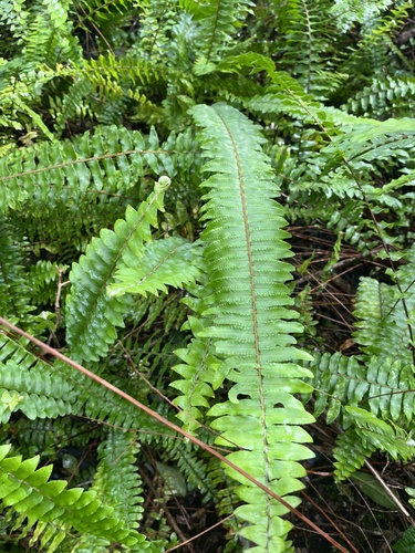 Nephrolepis cordifolia observed 2026-09-28