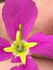 Sabatia campestris