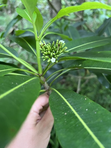 Rauvolfia sandwicensis, 2026-09-24