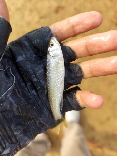 Chinese Hooksnout Carp