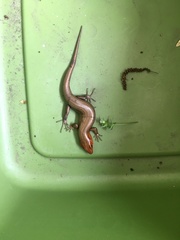 Plestiodon laticeps