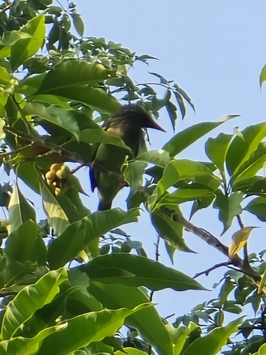 Psilopogon zeylanicus, 2026-10-03