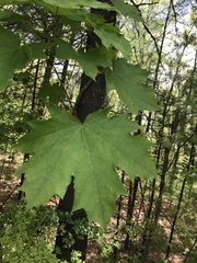 Acer platanoides