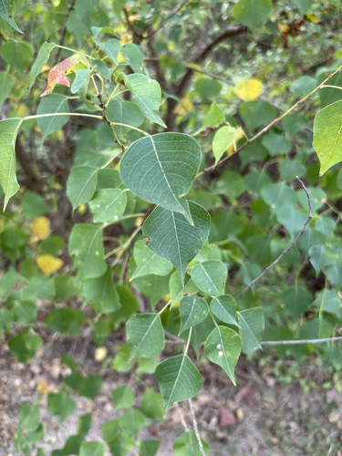 Chinese Tallow