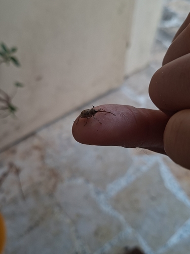 Chestnut Weevil