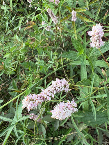 Pink Smartweed