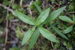 Moehringia