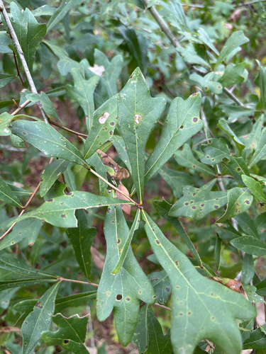 water oak