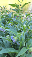 Symphytum officinale