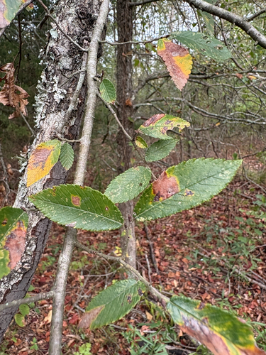 Winged Elm