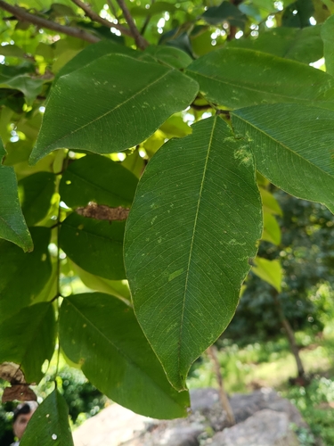 Golden Shower Tree