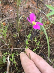 Sabatia campestris