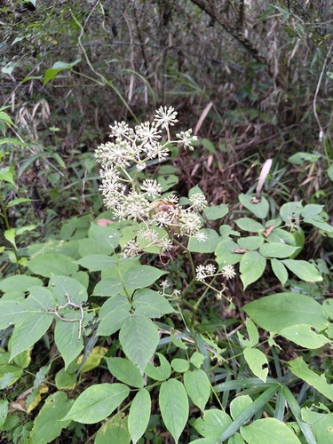 Aralia cordata observed 2026-10-04