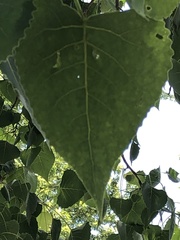 Populus