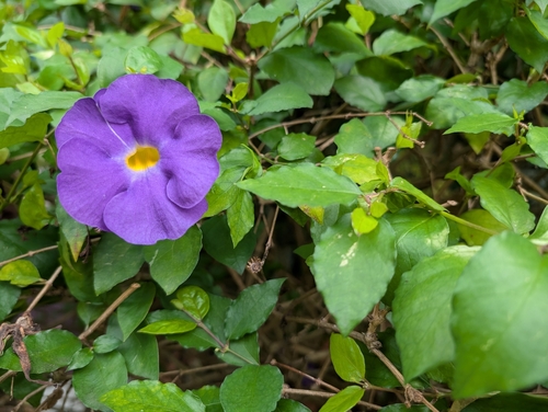 Thunbergia erecta observed 2026-10-04