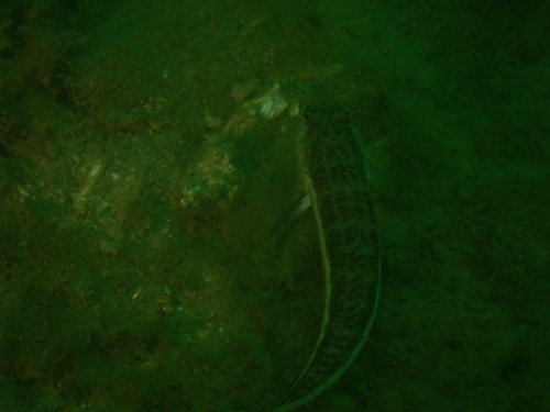 Parapercis xanthozona observed 2026-10-03