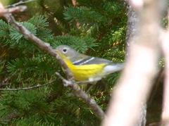 Setophaga magnolia image