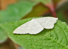 Scopula ignobilis