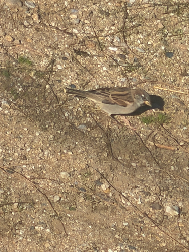 House Sparrow