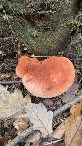Beefsteak Polypore