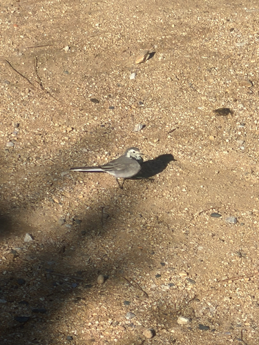 White Wagtail
