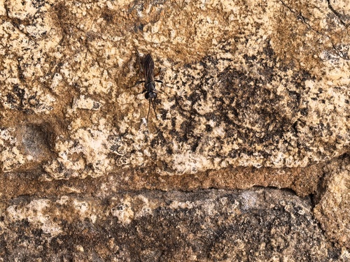 Liris subtessellatus observed 2026-10-04